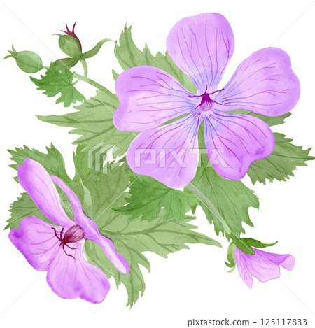 Composition of light purple geranium maculatum flowers and leaves by watercolor Composition of light purple geranium maculatum flowers and leaves by watercolor 125117833