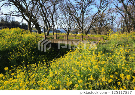 Rape blossoms on the banks of the Oda River, Uchiko Town, Ehime Prefecture Rape blossoms on the banks of the Oda River, Uchiko Town, Ehime Prefecture 125117857