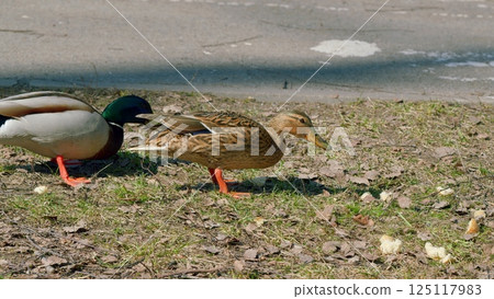 Ducks Grazing in the Park during a beautiful spring day, surrounded by vibrant natural scenery 125117983