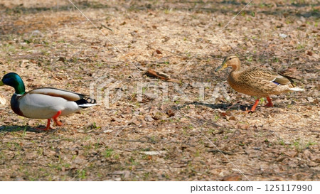 Ducks Walking Gracefully in Nature A Serene and Peaceful Encounter to Cherish Always 125117990