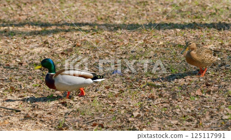 In a sunny, peaceful field, two ducks are strolling and enjoying the warmth of the day In a sunny, peaceful field, two ducks are strolling and enjoying the warmth of the day 125117991