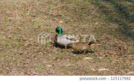 Ducks Encountering Each Other in a Natural Setting, Blending and Interacting Gracefully Ducks Encountering Each Other in a Natural Setting, Blending and Interacting Gracefully 125117992