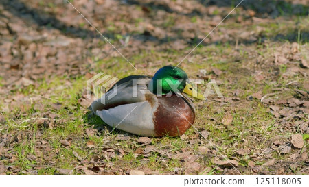 A Mallard Duck is Relaxing Peacefully on the Ground in a Beautiful Natural Environment 125118005