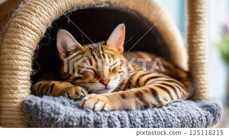 Bengal cat enjoys a peaceful nap in cozy cat house during sunny afternoon 125118215