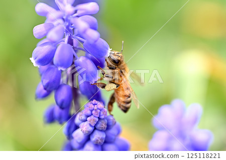 蜜蜂×穆斯卡里 125118221