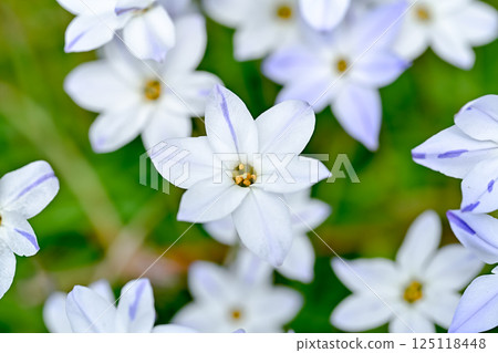 Hananilla 125118448