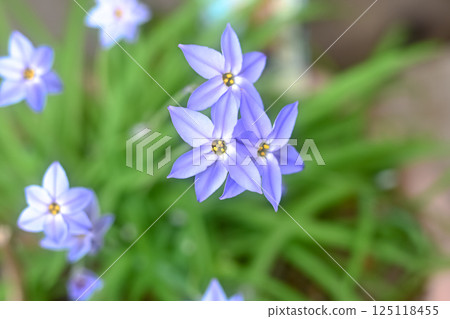 Hananilla Hananilla 125118455