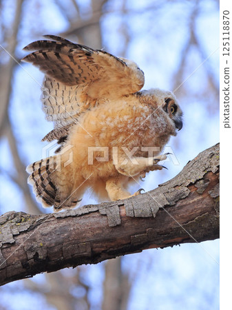 Great-horned Owl baby walking on a branch in the forest, Quebec, Canada Great-horned Owl baby walking on a branch in the forest, Quebec, Canada 125118870