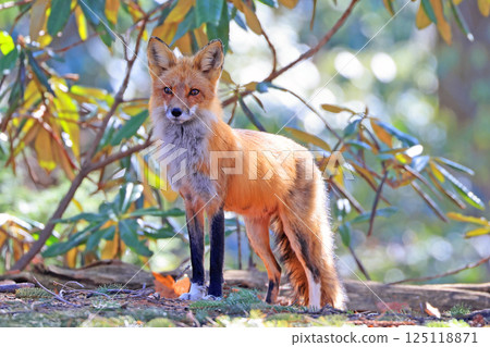 Red fox portrait with green background, Canada Red fox portrait with green background, Canada 125118871