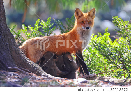 The mother fox nursing her babies in the forest, Canada The mother fox nursing her babies in the forest, Canada 125118872