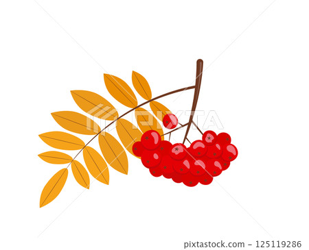 Cluster of rowan berries with leaves. Autumn rowan branch with leaves and red berries. Isolated vector illustration in flat style. 125119286