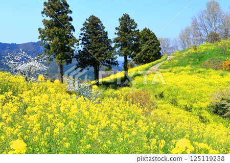 [Ehime Prefecture] Yellow Hills of Inuyori Pass (Rape Flower Fields) 125119288