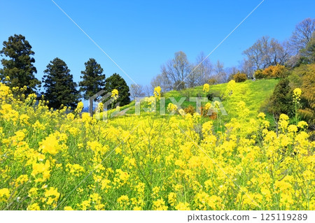 [Ehime Prefecture] Yellow Hills of Inuyori Pass (Rape Flower Fields) 125119289