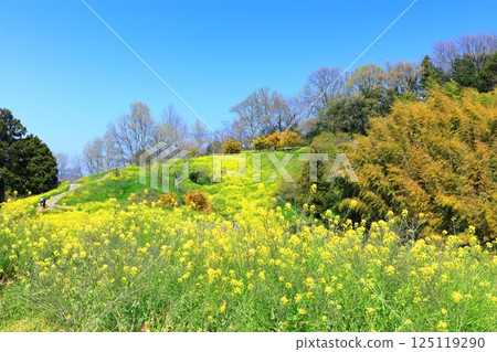 [Ehime Prefecture] Yellow Hills of Inuyori Pass (Rape Flower Fields) 125119290