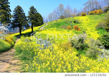 [Ehime Prefecture] Yellow Hills of Inuyori Pass (Rape Flower Fields) 125119292