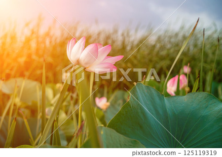 Sunrise in the field of lotuses, Pink lotus Nelumbo nucifera sways in the wind. Against the background of their green leaves. Lotus field on the lake in natural environment. Sunrise in the field of lotuses, Pink lotus Nelumbo nucifera sways in the wind. Against the background of their green leaves. Lotus field on the lake in natural environment. 125119319