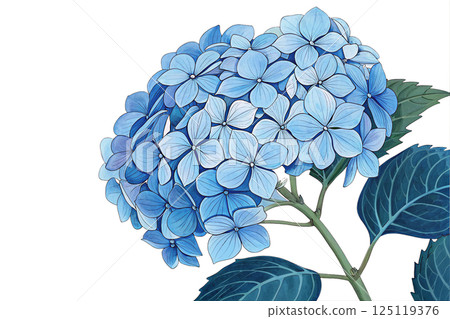 繡球花圖 125119376