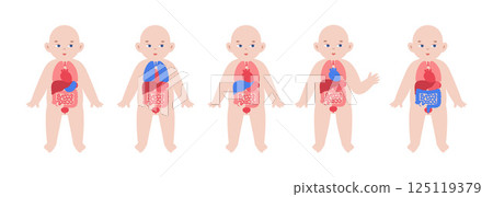 Internal organs of the child 125119379