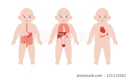 Internal organs of the child Internal organs of the child 125119381