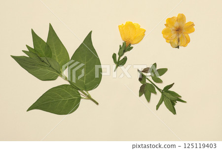 Pressed and dried leaves isolated on white background. For use in floral patterns, herbariums, scrapbooking. 125119403