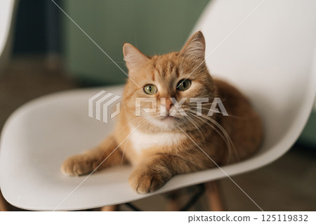 Cute ginger cat lounging on white chair, soaking up relaxation in stylish contemporary home environment, embodying comfort and tranquility in cozy interior space. Concept of pets, domestic animals. Cute ginger cat lounging on white chair, soaking up relaxation in stylish contemporary home environment, embodying comfort and tranquility in cozy interior space. Concept of pets, domestic animals. 125119832
