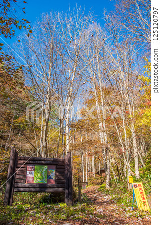 紅葉季節的岐阜縣清見町“大倉瀑布散步道” 125120797