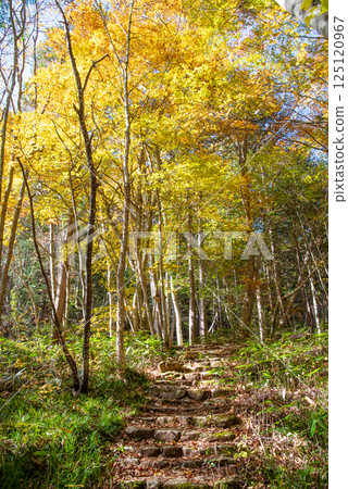 "Okura Falls Promenade" in Kiyomi Town, Gifu Prefecture during autumn foliage season 125120967