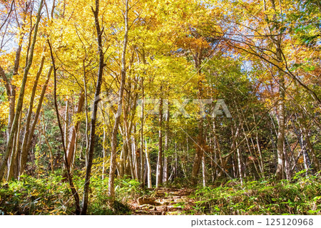 紅葉季節的岐阜縣清見町“大倉瀑布散步道” 紅葉季節的岐阜縣清見町“大倉瀑布散步道” 125120968