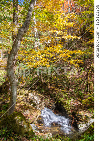 Autumn foliage season at "Okura Falls Promenade and Hagoromo Falls" in Kiyomi Town, Gifu Prefecture 125121259