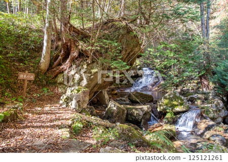 岐阜縣清見町「大倉瀑布長廊與羽衣瀑布」的紅葉季 125121261