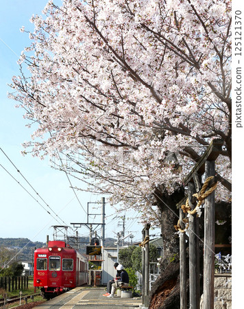 櫻花盛開之際，梅干列車抵達和歌山電鐵貴志川線貴志站 125121370