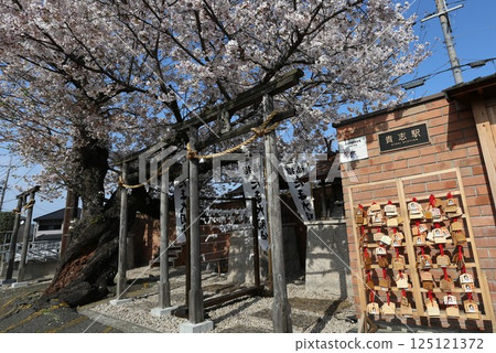 Cherry blossoms in full bloom at Kishi Station on the Wakayama Electric Railway Kishigawa Line Cherry blossoms in full bloom at Kishi Station on the Wakayama Electric Railway Kishigawa Line 125121372
