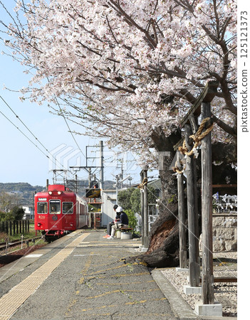The Umeboshi train arrives at Kishi Station with cherry blossoms in full bloom on the Wakayama Electric Railway Kishigawa Line The Umeboshi train arrives at Kishi Station with cherry blossoms in full bloom on the Wakayama Electric Railway Kishigawa Line 125121373