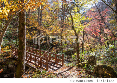 "Okura Falls Promenade and Gyoja Bridge" in Kiyomi Town, Gifu Prefecture during the autumn foliage season "Okura Falls Promenade and Gyoja Bridge" in Kiyomi Town, Gifu Prefecture during the autumn foliage season 125121422