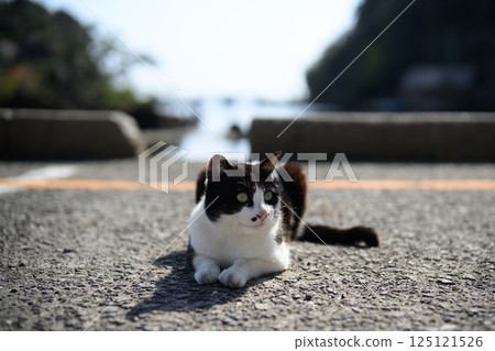 海邊的流浪貓 125121526