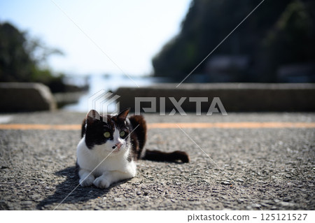Stray cats by seas Stray cats by seas 125121527