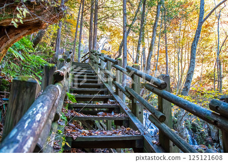 "Okura Falls Promenade and Stairs" during autumn foliage season, Kiyomi Town, Gifu Prefecture 125121608
