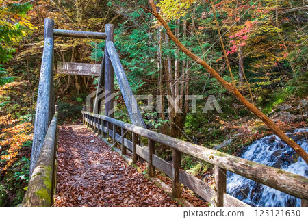 "Okura Falls Promenade and Kawaji Bridge" in Kiyomi Town, Gifu Prefecture during the autumn foliage season 125121630