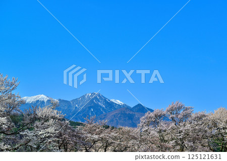 Mount Kaikoma and cherry blossoms as seen from Hokuto City 125121631