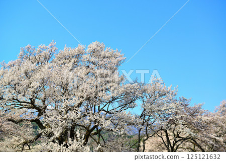 Mount Kaikoma and cherry blossoms as seen from Hokuto City 125121632