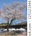Cherry blossoms in full bloom shining in the blue sky 125121944