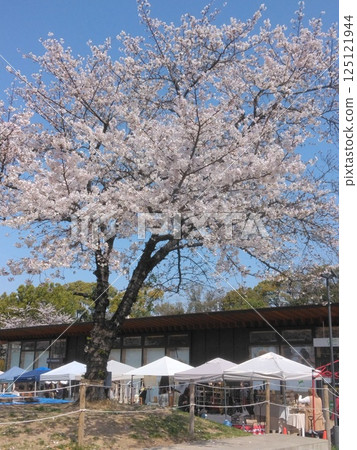 Cherry blossoms in full bloom shining in the blue sky 125121944