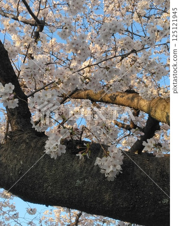 盛開的櫻花樹 125121945