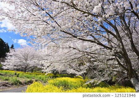 中鄉館的櫻花樹成排 125121946