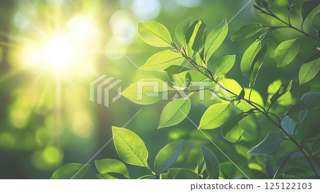 Fresh green leaves with sunlight filtering through trees 125122103
