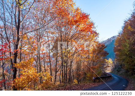 Beautiful autumn foliage along the Okura Falls Promenade, Kiyomi Town, Gifu Prefecture 125122230