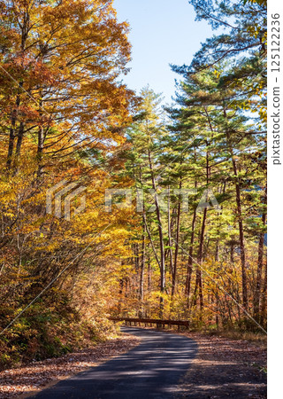 岐阜縣清見町大倉瀑布步道的秋葉美麗 125122236