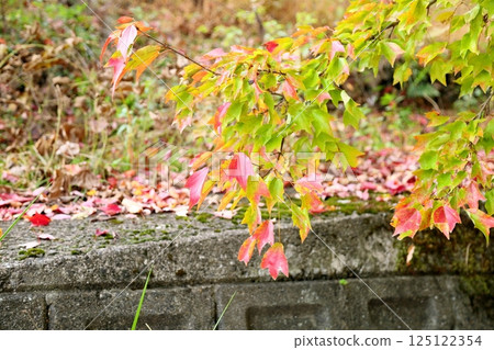 Colorful Sugar Maple Leaves Colorful Sugar Maple Leaves 125122354