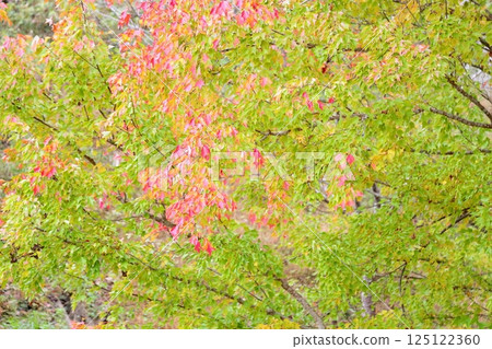 多彩的糖楓葉 多彩的糖楓葉 125122360