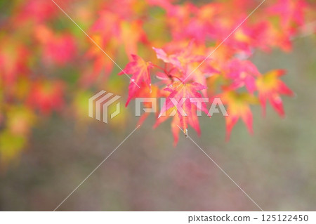 Colored maple leaves 125122450